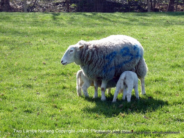 Two Lambs Nursing