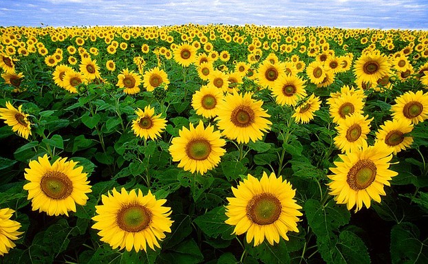 Image:  Sunflowers