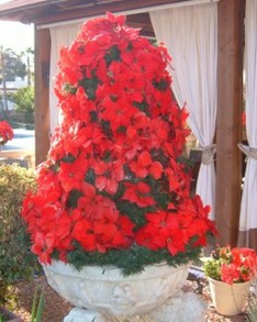 Christmas Poinsettia display in Los Gigantes