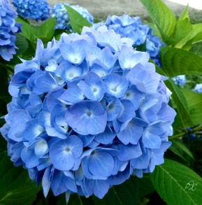 Blue Hydrangea