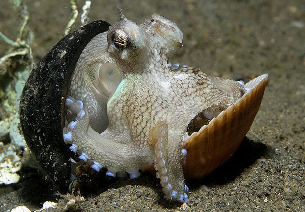 Octopus marginatus