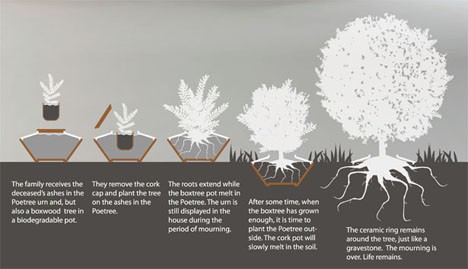 evolution of tree