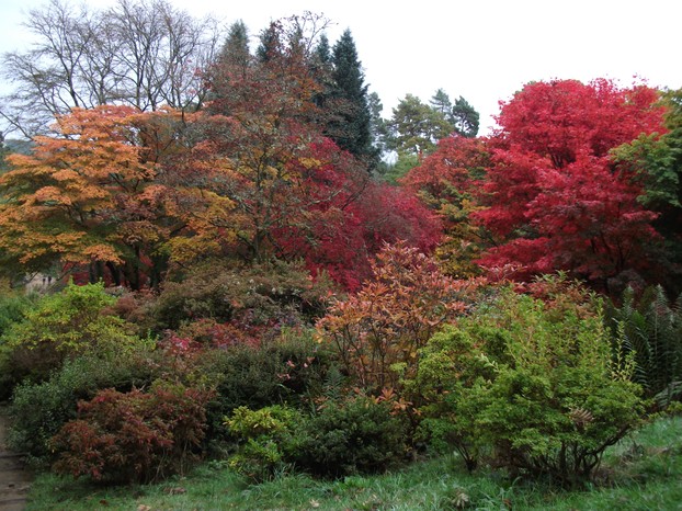 Autumn at the Winkworth Arboretum
