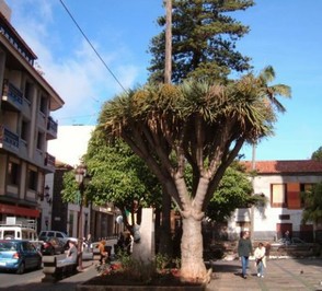 La Laguna where the university in Tenerife is