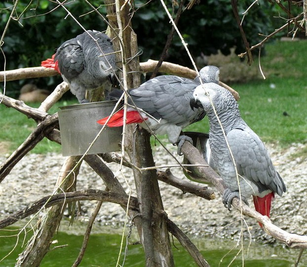 Talkative African Grey Parrots