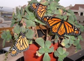 newly emerged Monarchs