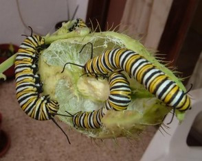 Monarch caterpillars feeding on the seed-pod of a Swan Plant