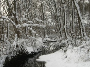 Temperate Forest in Winter, Delaware