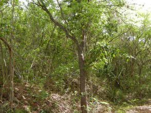 Tropical Dry Forest, Guanica, Puerto Rico