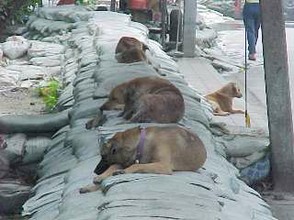 Sleeping Sio Dogs