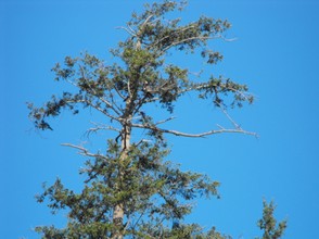 Hawk Observation Tree