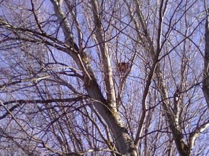 A Nest  Built High in the Tree Are Easy to See in Trees Without Leaves