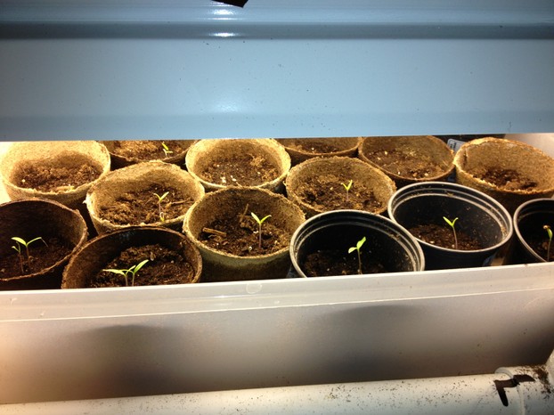 Tomato plants started from seeds