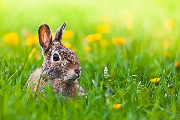 A rabbit captured through a DSLR camera. Notice how the rabbit comes out clear in contrast to the foreground and background.