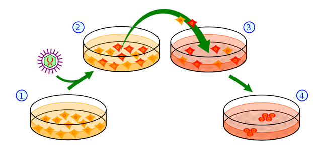 Very basic scheme showing how induced pluripotent stem cells are created