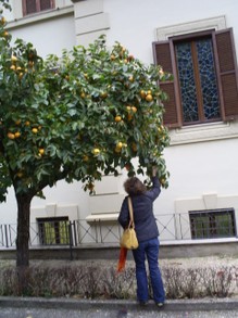 citrus trees in garden of Convent Emilia de Vialar