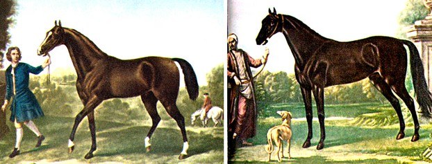 The Darley Arabian (left), born 1700, and the Byerly Turk, born ca. 1680