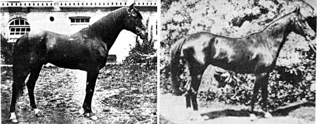 The war horse Kars, foaled 1874, and mare Queen of Sheba, foaled 1875