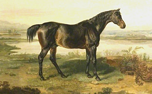 Dr. Syntax, brown (buckskin?) foaled 1811, by Paynator—Beningbrough Mare, by Beningbrough
