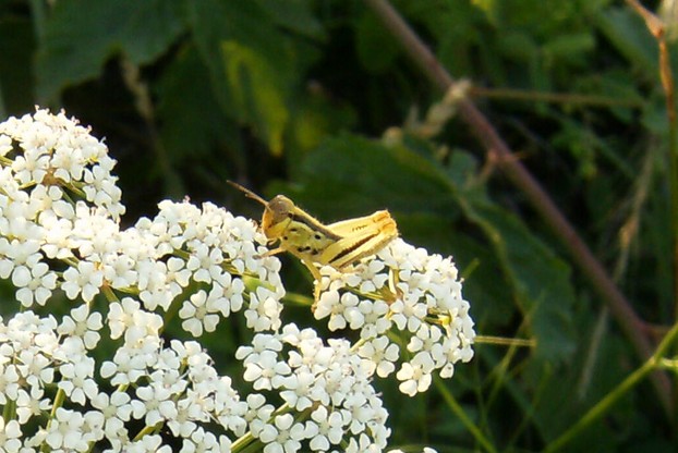 Grasshopper on Queen Anne's Lace