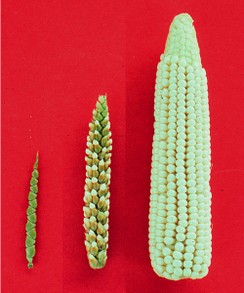 Teosinte, Hybrid, and Zea mays (Maize)