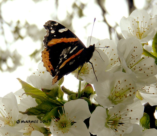 Red Admiral butterfly on migration in southern Ontario, April 2012