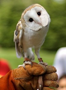 Barn Owl [cropped]