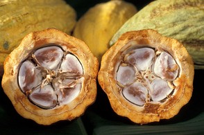 Cocoa Beans in Pod