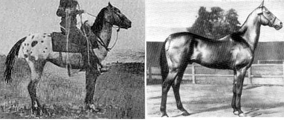 Comparison of Appaloosa and Akhal Teke stallions from the same era