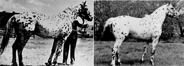 Tavisheen, foaled 1919 (left; photo was also identified as her son Desert King); Burnsides David M, foaled 1960
