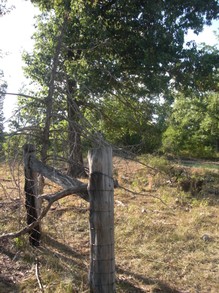 The Old Barbed Wire Fence Line