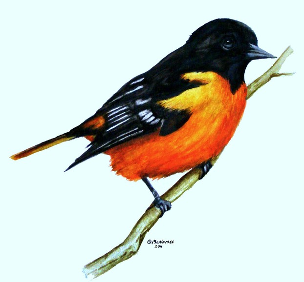 Baltimore Oriole painted by Terry McNamee © 2011