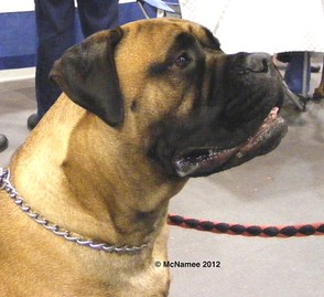 A Bullmastiff with a black face mask.