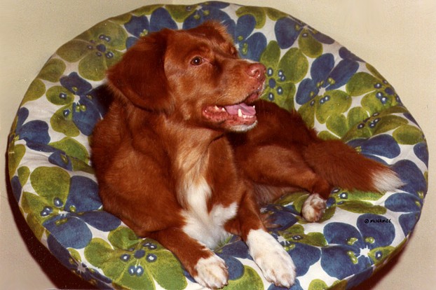 Champion Nova Scotia Duck Tolling Retriever: red with Irish spotting, ticking on paws, amber eyes, pink nose.