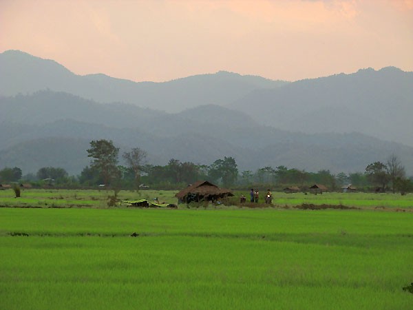 Rice Fields near Thatorn