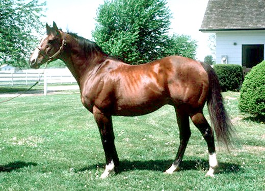 Northern Dancer as a mature stallion at Windfields Farm Maryland