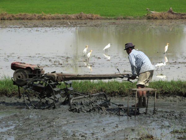 Working in a Rice Field
