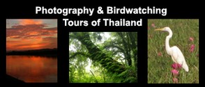 Thailand Tours - Bird Watching & Photography