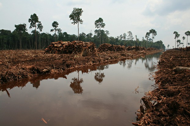 Rainforest Destruction