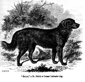 An early St. John's Water Dog named Billy