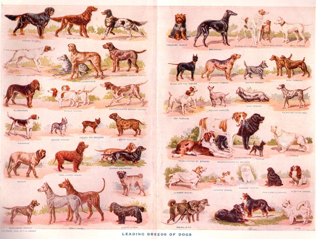 Popular Dog Breeds from 1910, Painted By F.E. Wright