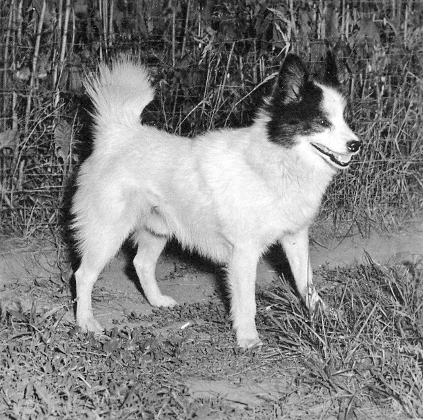 One of the last registered Tahltan Bear Dogs. Owned and bred by Harriet Morgan of Ontario.