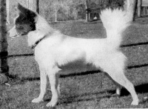 A mostly white Tahltan Bear Dog.