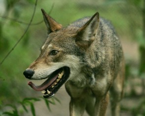 Captive red wolf (Canis rufus).