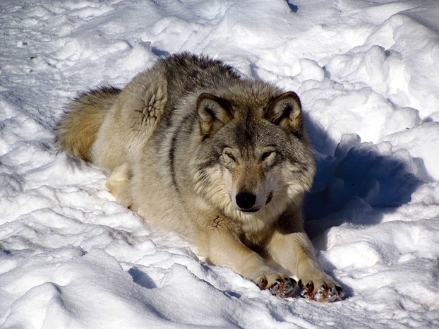 Captive eastern Canadian wolf (Canis lycaon) in Parc Omega, Quebec.