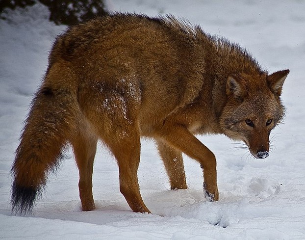 An eastern coyote, or coywolf: bigger than a western coyote, but smaller than a wolf.