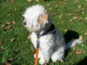 Lhasa-Poo, a mix of Lhasa Apso and Poodle.