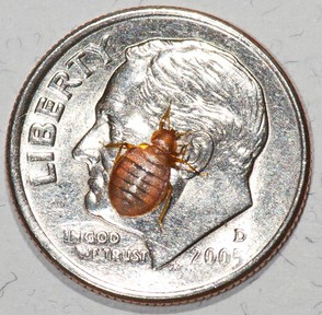 An Actual Bed Bug When Placed On A Dime