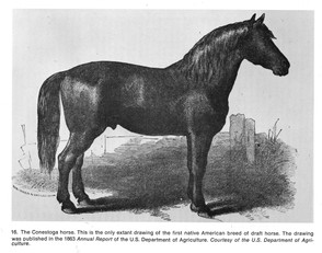 The only known drawing of a Conestoga Horse.
