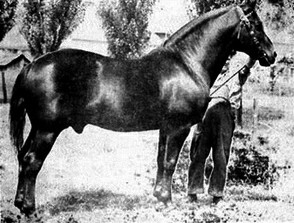 Canadian stallion Beauport de Cap Rouge. Note that his tail has been docked, as was the custom for some draught horses.